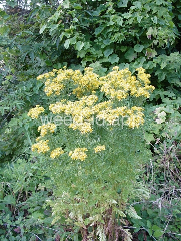 ragwort, tansy